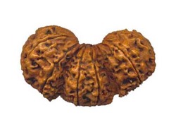 Manufacturers Exporters and Wholesale Suppliers of Trijuti Rudraksha Delhi Delhi